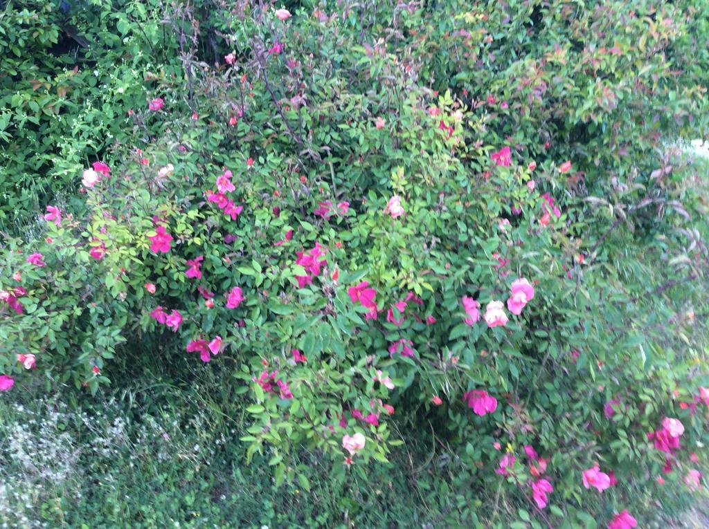 B&B Villa Rossana Langhirano Bagian luar foto